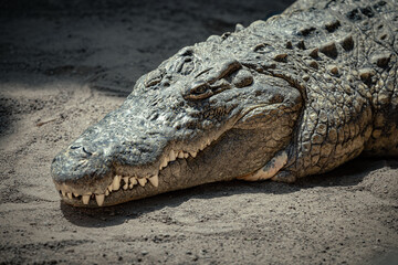 close up of a crocodile