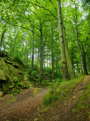 Fototapeta premium Forest Gaze forest landscape nature