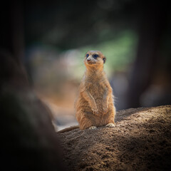 Meerkat