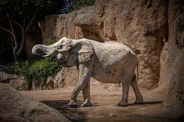 Obraz premium elephant on the rock