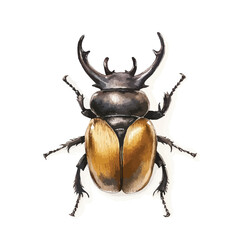Watercolor Stag Beetle Illustration with Prominent Mandibles and Golden Elytra