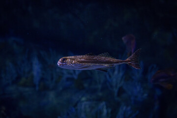 Fototapeta premium Flying fish in the water