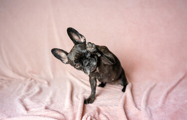 French bulldog © Aleksandra
