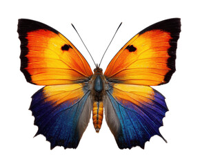 Obraz premium Vibrant tropical butterfly with orange and blue wings, cut out transparent 