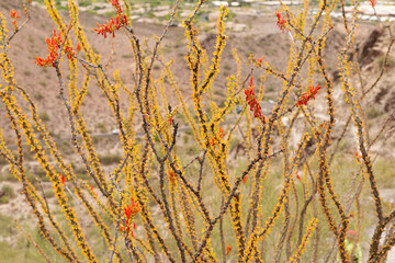 Ocotillo semi-succulent plant with small green leaves and sharp spines in flower during spring flowering season