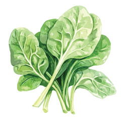 Obraz premium Watercolor Style Bunch of Fresh Green Spinach with Detailed Leaf Veins