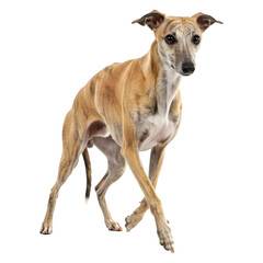Fototapeta premium Elegant Whippet Dog Gracefully Moving in Studio Shot