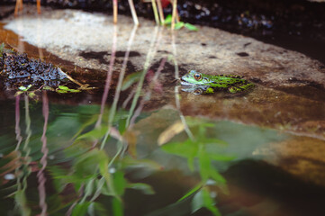 Frosch
