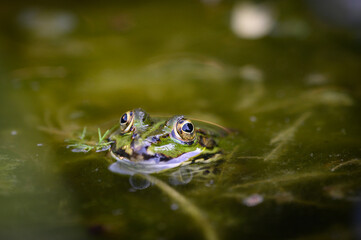 Teichfrosch
