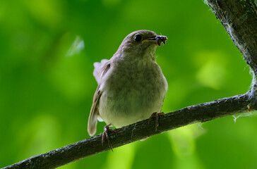 A female Eastern nightingale with a catch.
