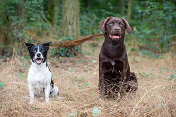 Adventurous Jack Russell and Labrador Retriever in the Wild