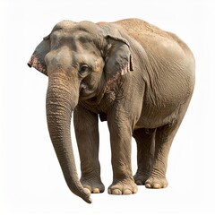 Fototapeta premium Wild elephant over white background