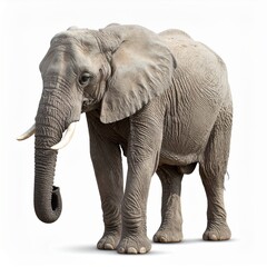 Fototapeta premium Wild elephant over white background