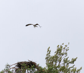 Photo of Osprey in rainy day
