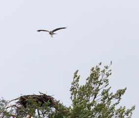 Photo of Osprey in rainy day