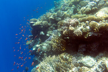 Photo of coral reef in Sharm El Sheik