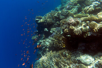 Photo of coral reef in Sharm El Sheik