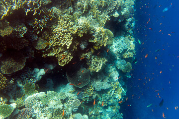 Photo of coral reef in Sharm El Sheik