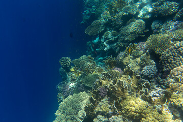 Photo of coral reef in Sharm El Sheik