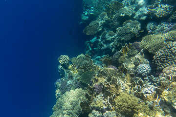 Photo of coral reef in Sharm El Sheik
