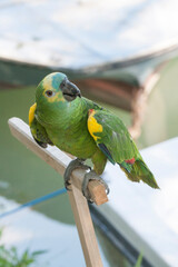 Close photo of blue fronted amazon