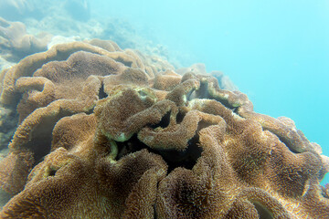 Photo of coral reef