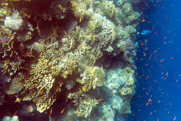 Photo of coral reef in Sharm El Sheik