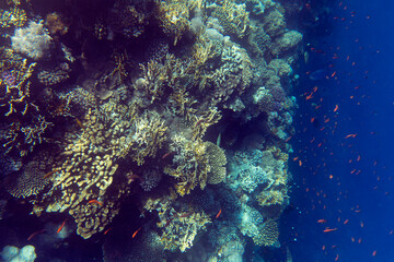 Photo of coral reef in Sharm El Sheik