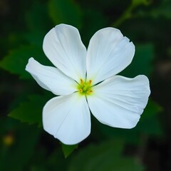 Obraz premium white lotus flower