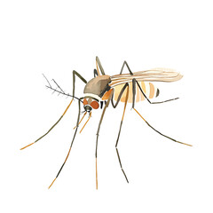 Watercolor Style Mosquito Illustration Detailed Anatomy