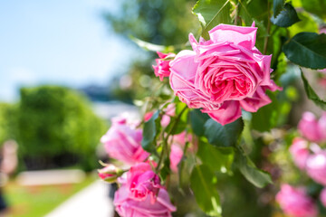 Rosa Rose im Mirabellgarten
