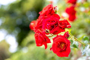 Rote Rosen im Mirabellgarten