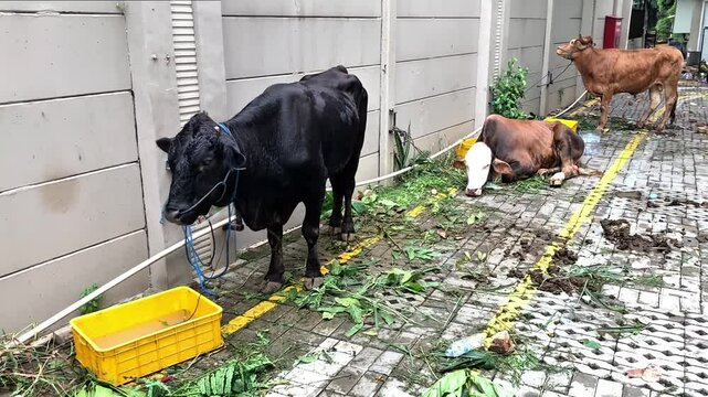 The cow prepared for Eid al-Adha sacrifice, tied near feed and water. Symbol of Islamic tradition, livestock care, and religious celebration during the holy festival.