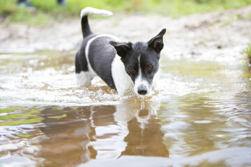 Dog Playing in the Water