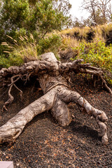 Tronco de arbol en Puerto de la Cruz, Isla de Tenerife.