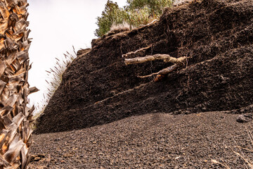 Tronco de arbol en Puerto de la Cruz, Isla de Tenerife.