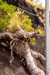 Tronco de arbol en Puerto de la Cruz, Isla de Tenerife.