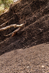 Tronco de arbol en Puerto de la Cruz, Isla de Tenerife.