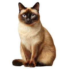 Sleek Siamese cat with balanced colors isolated on transparent background. Bright, sharp focus highlights smooth fur and striking blue eyes. Perfect for pet, animal, and lifestyle design.

