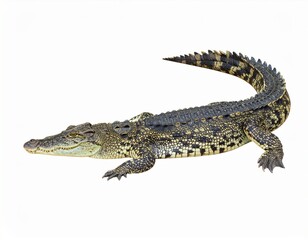 Fototapeta premium Wild crocodile or alligator over white background