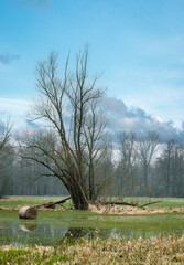 Überflutete Wiese mit kahlem Baum und Heuballen am Europäischen Fernwanderweg E10 im Spreewald zwischen Lübbenau und Lehde