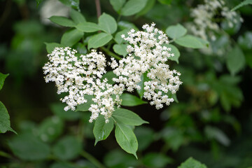 Holunderblüten im Wald