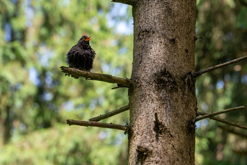 Amsel im Wald auf einem Ast