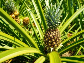 Obraz premium Pineapple Fruit Cultivated Outdoors. Garden Bounty.