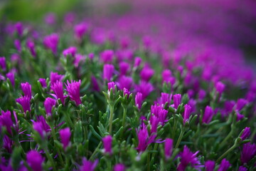 Fiori perenni fuxia chiusi verso sera