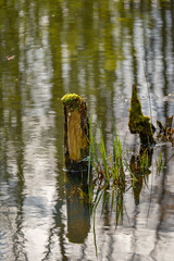 Bemooster Holzpfahl und Gräser ragen aus dem Wasser des "Bürgerfließ" am Wanderweg zwischen Lübbenau und der "Wotschofska" im Spreewald