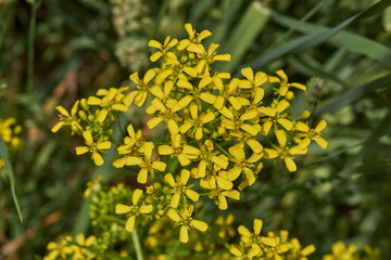 Barbarea vulgaris (lat. Barbarea vulgaris) is blooming in the meadow. Inflorescence Barbarea vulgaris.