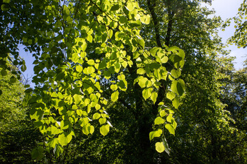 Background of leaves illuminated by sunlight. The woodland in Finlaystone Country Park Estate. Scotland. Uk. Variety of wildlife roe deer, fox, grey squirrel, stoat, raptor,  and colony of herons. 