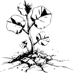 Fototapeta premium Growth of a resilient cotton plant breaking through cracked soil natural environment artistic close-up view symbolizing hope and life
