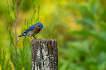 A bluebird perched on a tree limb